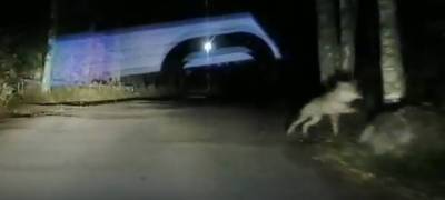 Волк ночью пришел в город Карелии (ВИДЕО) - stolicaonego.ru - Суоярви - республика Карелия