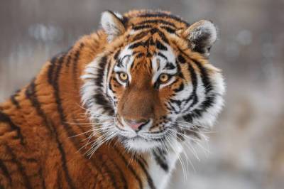 Перепись заповедного населения: количество хищников в Приморье увеличилось на 24 амурских тигров – Учительская газета