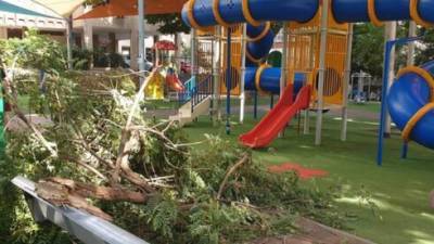 В Петах-Тикве тяжелая ветка огромного дерева рухнула на игровую площадку с детьми