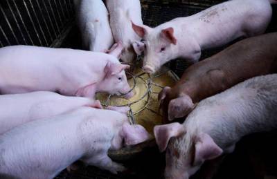 Прогноз: Снижение предложения поднимет цены на свинину