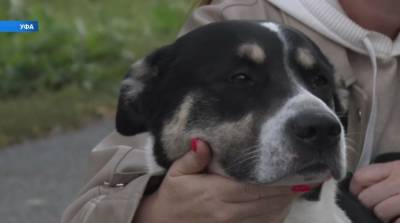 В Уфе нашли дом собаке, ради которой хозяин пожертвовал жизнью