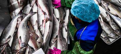 Предприятие в Карелии полгода хранило 4 тонны рыбы сомнительного качества