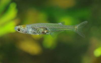 Ученые обнаружили ранее неизвестный вид рыб и мира