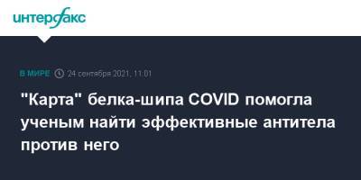 "Карта" белка-шипа COVID помогла ученым найти эффективные антитела против него