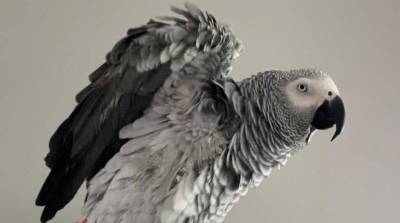 Попугай удивил сеть своими талантами, когда уговорил умную колонку заказать лакомство (Видео)