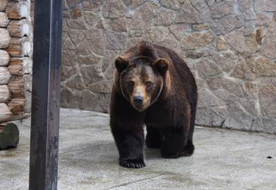 В Челябинском зоопарке от отравления погибли медведи. Решается вопрос о возбуждении дела