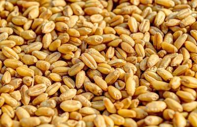 В ЕС прогнозируют урожай пшеницы меньше, качество — хуже