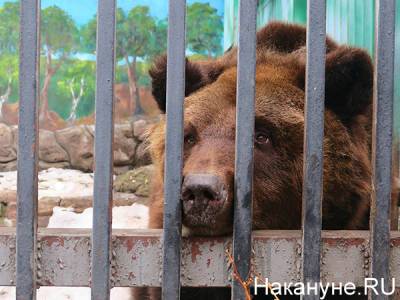 "Могли быть отравлены умышленно". В челябинском зоопарке погибли два медведя и олени - nakanune.ru