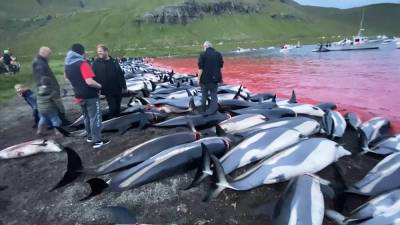 Бессмысленная жестокость: на Фарерских островах убили полторы тысячи дельфинов