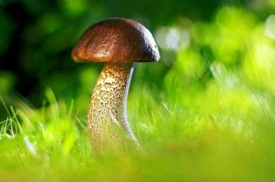 В Роспотребнадзоре рассказали о правилах сбора грибов