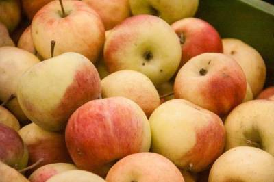 Почему опавшие яблоки нужно отнести в теплицу: дачная хитрость