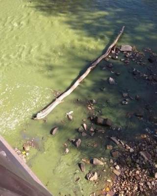 Река Ай в Златоусте окрасилась в неестественный грязно-зелёный цвет