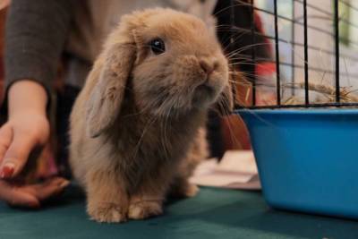 День кролика: столичные ветеринары рассказали, как ухаживать за ушастыми питомцами