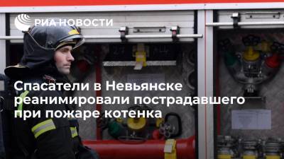 Спасатели в свердловском Невьянске реанимировали пострадавшего при пожаре котенка