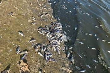 500 килограмм мертвой форели нашли на берегу озера в Белозерске