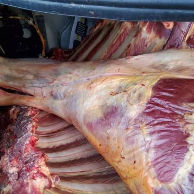 В Имишлинском районе утилизировали непригодное к употреблению мясо крупного рогатого скота