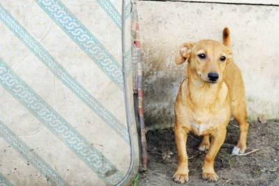 «Собаколовки» расставили в Великом Новгороде для поимки бродячих псов