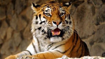 Амурскую тигрицу Виолу представили в Ленинградском зоопарке