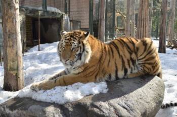 Директора великоустюгского зоопарка сменили после инцидента с гибелью животных