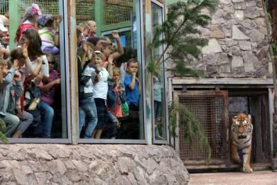 Переполненный Ленинградский зоопарк: станет ли тигрица Виола последним принятым постояльцем