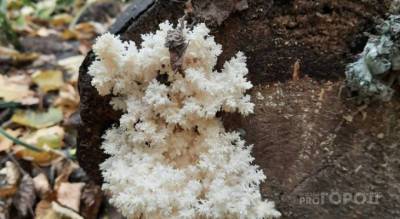 В Чебоксарах обнаружили гриб, похожий на коралл: специалист прокомментировал находку