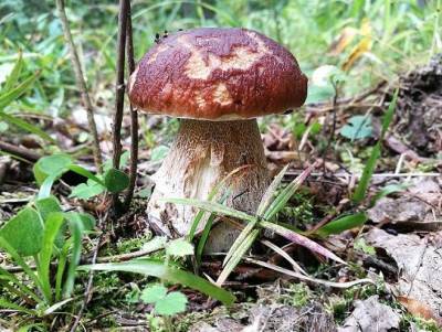 Какие съедобные грибы в Европе запрещены