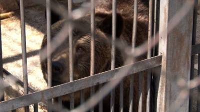 Массовое отравление животных зафиксировали в Челябинском зоопарке