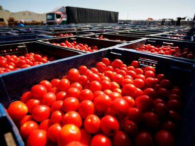 Россельхознадзор нашел вирус морщинистости в турецких помидорах