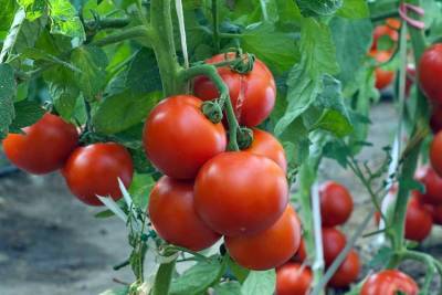 В Японии начали продавать помидоры с модифицированными генами: они гораздо полезнее