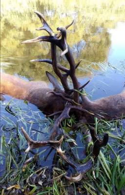 Фотофакт. Намертво сцепившиеся рогами олени-соперники утонули в Березине