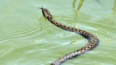 Видео: змея под кассой вызвала переполох в магазине Петах-Тиквы