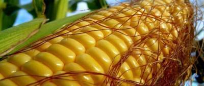 В Украине изменились цены на кукурузу