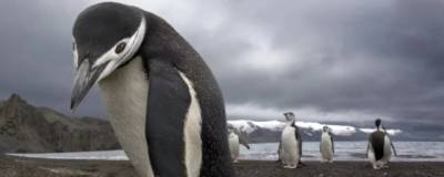 В Новой Зеландии нашли останки гигантского древнего пингвина