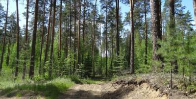 В лесу под Смоленском пропал 76-летний пенсионер Петр Ковалихин