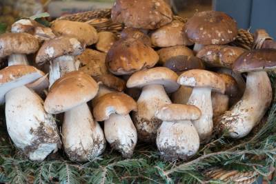 Рязанцам рассказали, как правильно собирать и готовить грибы