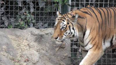 На юго-западе Приморья увеличилась популяция краснокнижных тигров