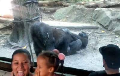 В США гориллы занялись оральным сексом на глазах у посетителей зоопарка