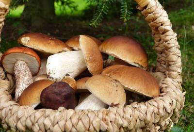 Осенняя выставка грибов пройдет в Ботаническом саду
