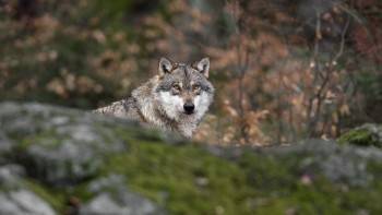 Волки в Вологодской области, новые законы для самозанятых и отключение тепла в Вологде: обзор новостей дня