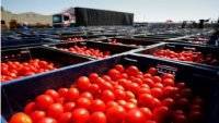 После слов Эрдогана о Крыме Россельхознадзор нашел вирус в турецких помидорах