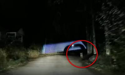 Волк гулял ночью по Суоярви: его случайно заметил водитель