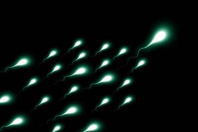 Учёные: Сперматозоиды с широкой головкой способны быстрее достигать яйцеклетки