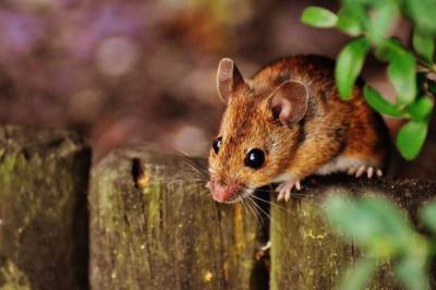 Как избавиться от мышей в огороде раз и навсегда