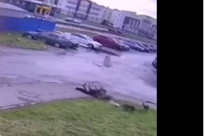 В Ульяновске инвалид-колясочник отбился от нападения бродячих собак