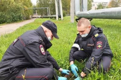 В Псковской области высадили саженцы ели в рамках проекта «Зеленая область»