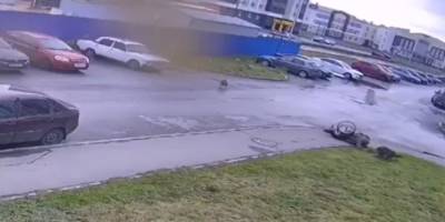 Нападение стаи бездомных собак на инвалида в Ульяновске попало на видео
