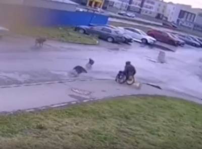 На проспекте Ливанова на мужчину в коляске и его собаку напали бродячие псы