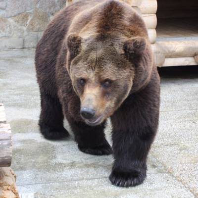 Медведь напал на грибника на 127-м км Минского шоссе в Можайском городском округе