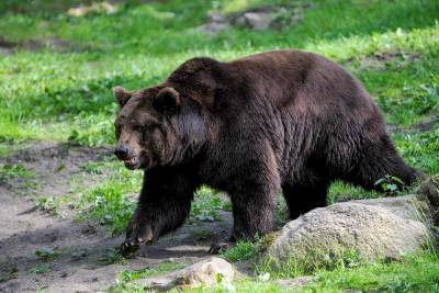 В Подмосковье медведь напал на грибника и нанёс тяжелую травму