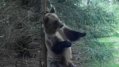 Камеры в лесу сняли зажигательный танец медведя
